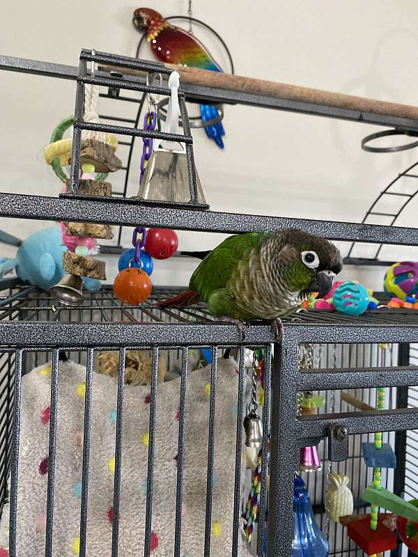 conure-for-sale-in-belle-plaine-mn