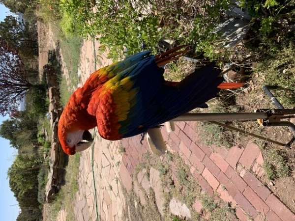 macaw-for-sale-in-santa-fe-nm