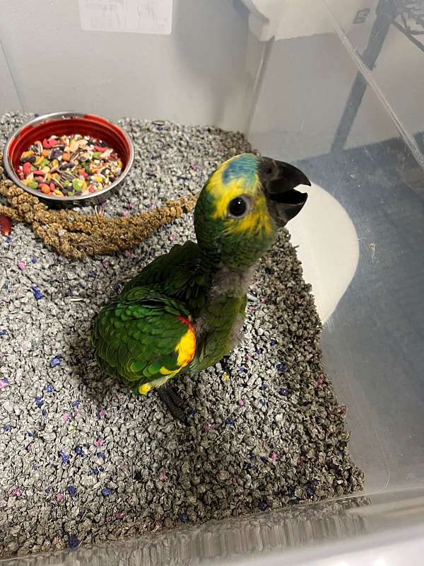 amazon-parrot-for-sale-in-north-huntingdon-pa