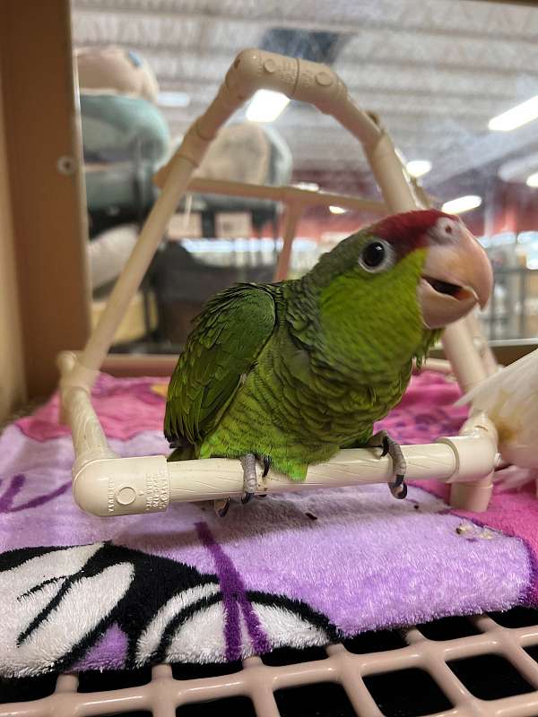 lilac-crown-amazon-parrot-for-sale-in-north-huntingdon-pa