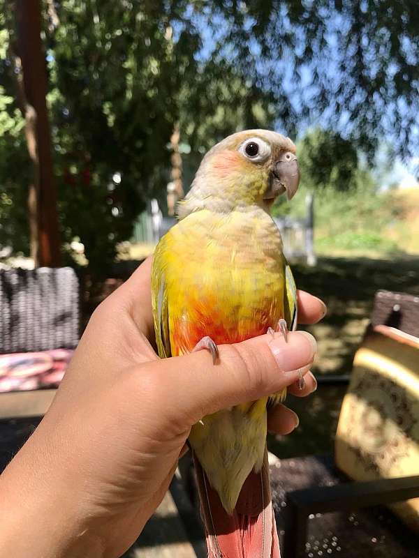 conure-for-sale-in-idaho
