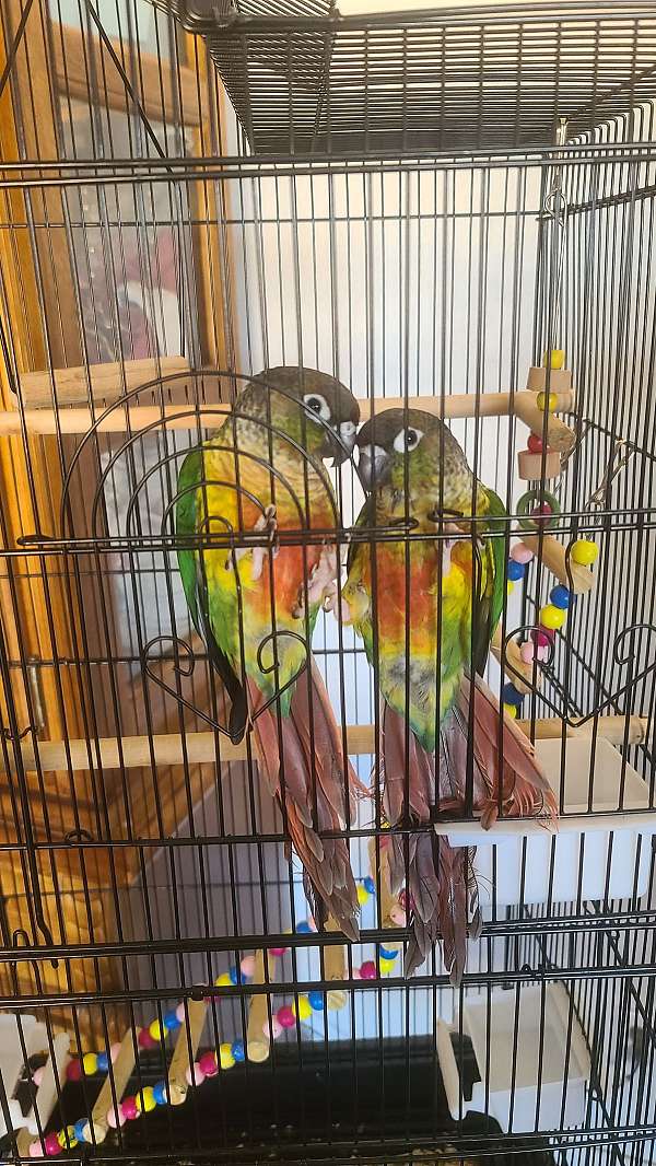 conure-for-sale-in-apple-valley-ca