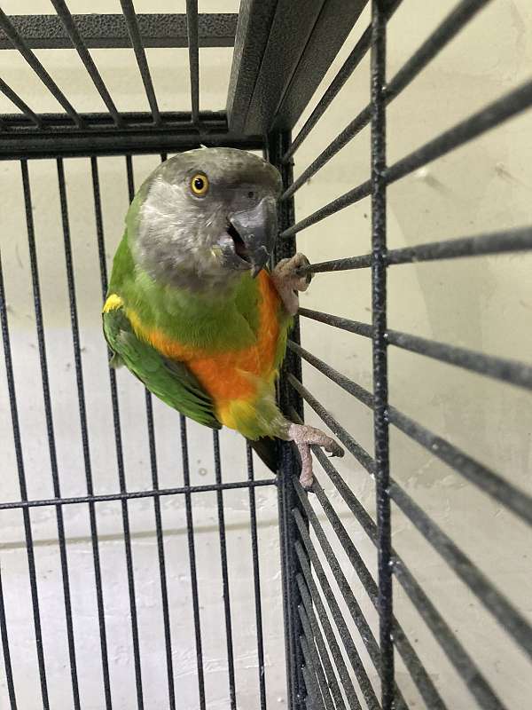 parrot-for-sale-in-north-las-vegas-nv
