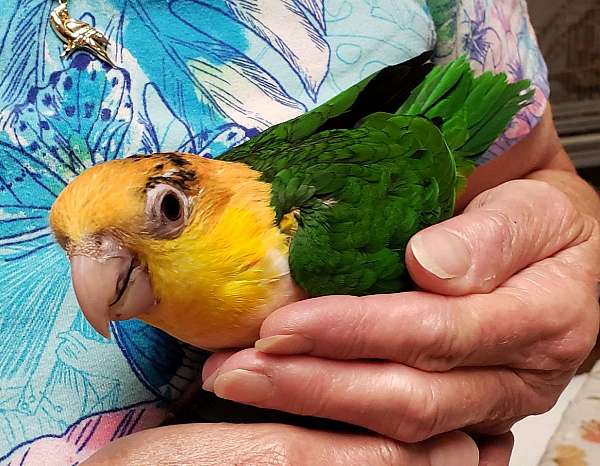 white-bellied-caique-for-sale-in-hayes-va