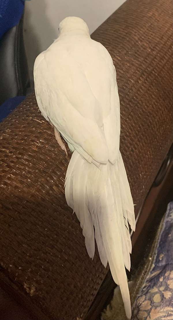 parrot-for-sale