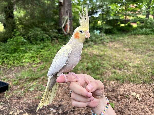 female-bird-for-sale