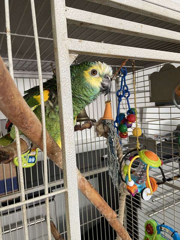 blue-front-amazon-parrot-for-sale-in-tennessee
