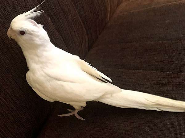 albino-rare-tame-bird-for-sale