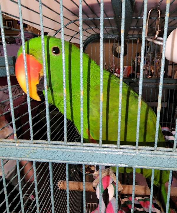 solomon-island-eclectus-parrots-for-sale-in-springfield-mo