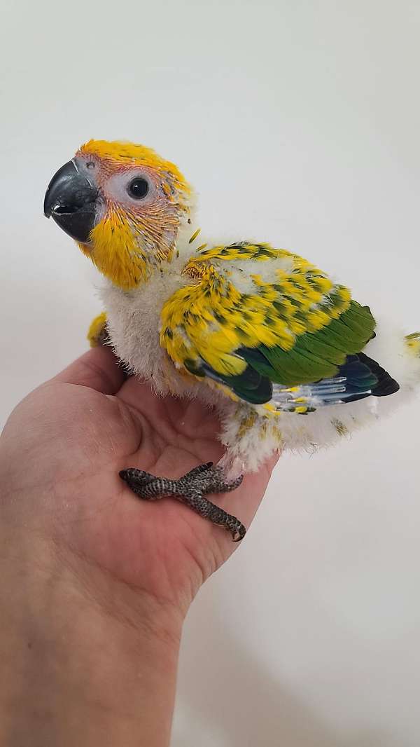 sun-conure-for-sale