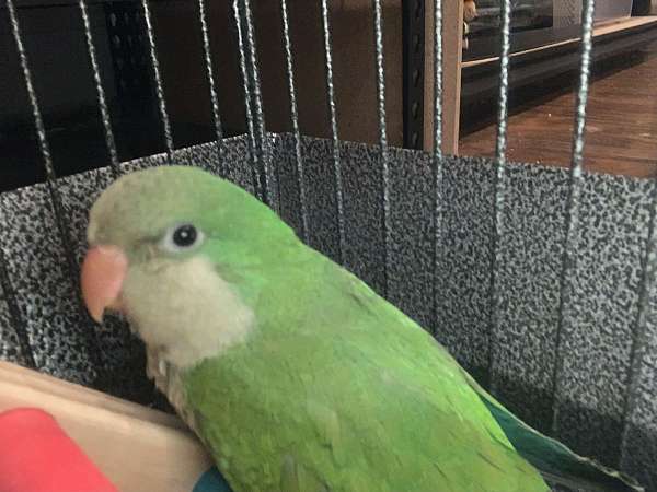 quaker-parrots-for-sale-in-mahopac-ny