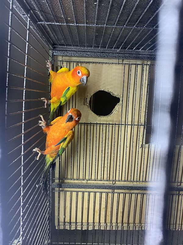 conure-for-sale