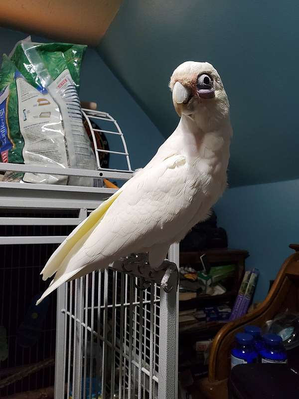 white-noisy-tame-bird-for-sale
