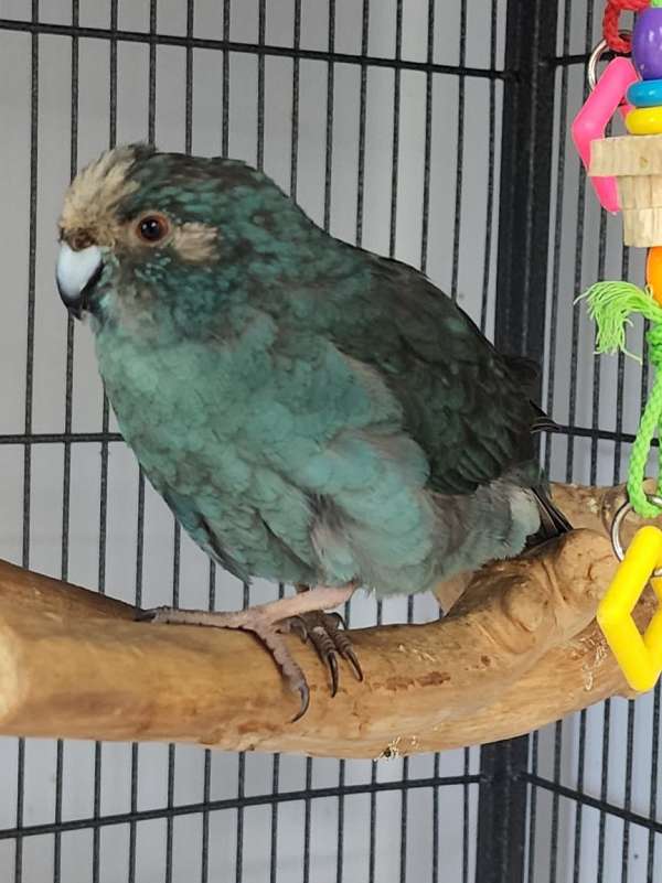 bird-parrot-for-sale-in-van-buren-twp-mi