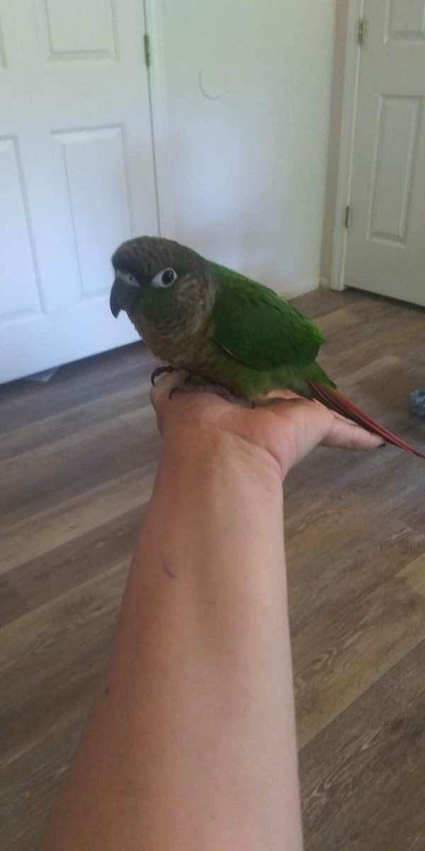 conure-for-sale-in-leominster-ma