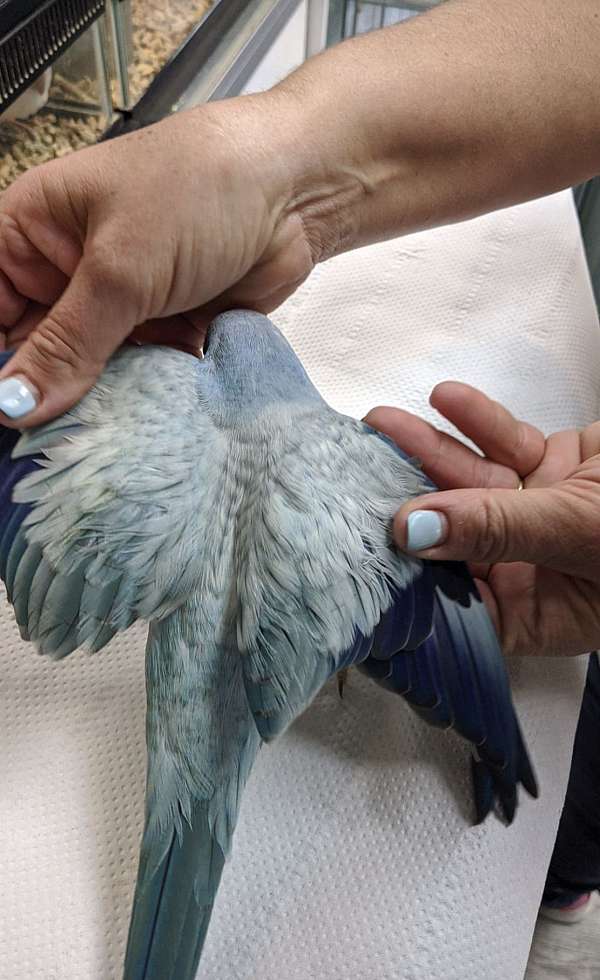 blue-opaline-bird-for-sale-in-fort-lauderdale-fl