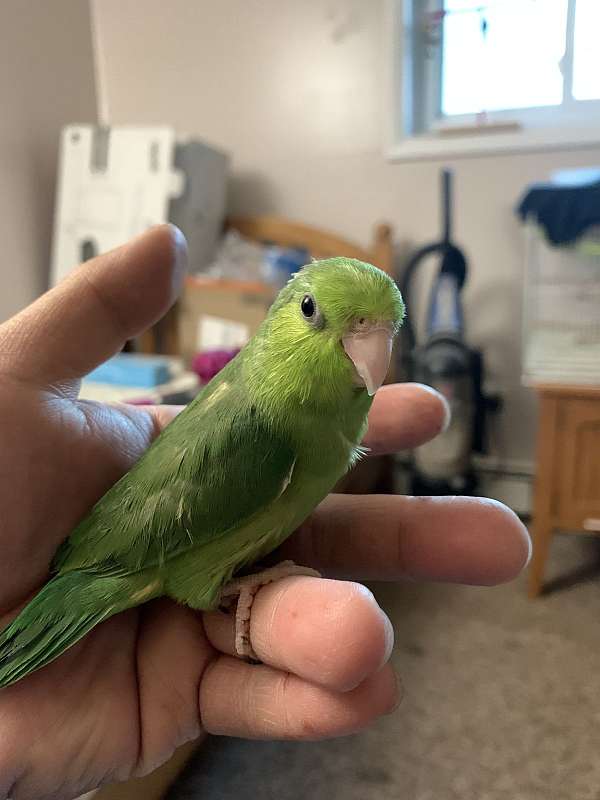 green-bird-for-sale-in-albany-ny