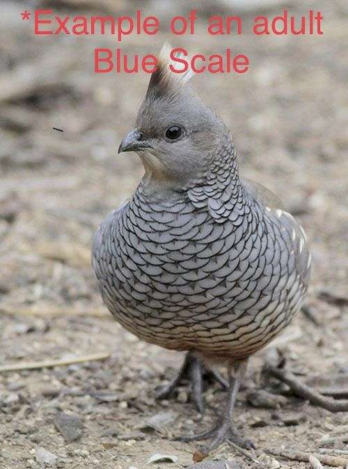 bird-for-sale-in-alabama
