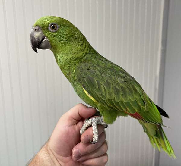 yellow-naped-amazon-parrot-for-sale-in-peru-ia