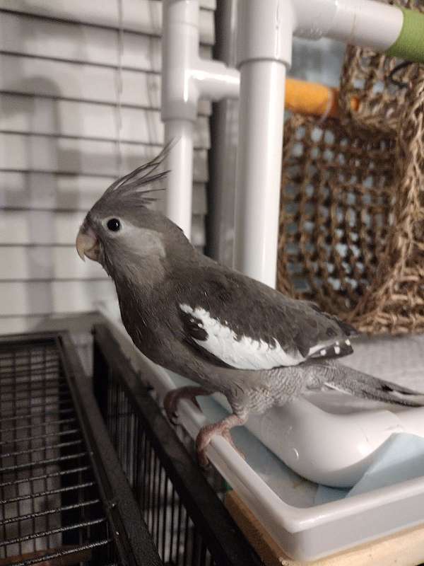 grey-white-bird-for-sale-in-lavergne-tn