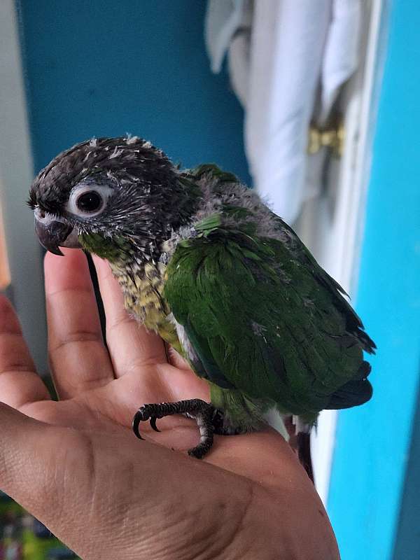 conure-green-cheek-conure-for-sale-in-east-elmhurst-ny