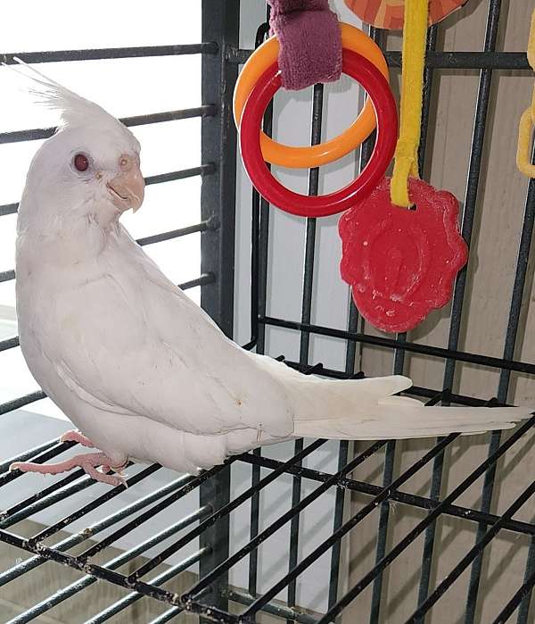 albino-bird-for-sale-in-chestertown-md