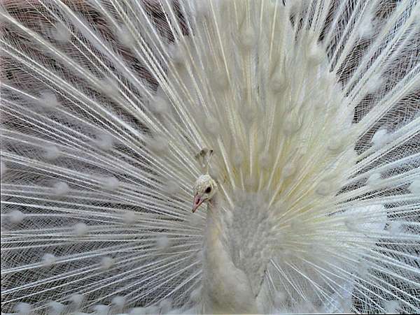 brown-white-peacock-for-sale