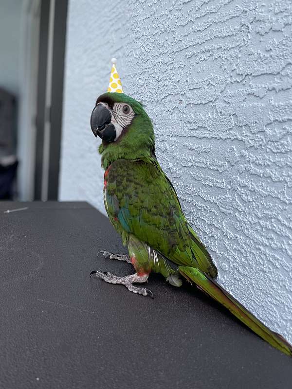 severe-macaw-for-sale-in-jupiter-fl