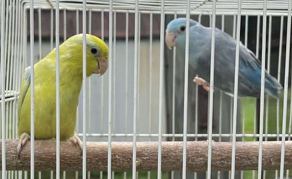 parrotlet-for-sale-in-tallahassee-fl