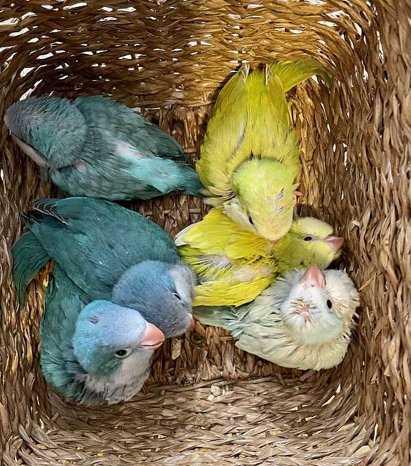 quaker-parrots-for-sale