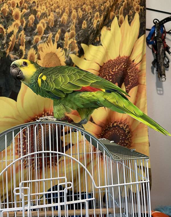 blue-front-amazon-parrot-for-sale-in-george-tx