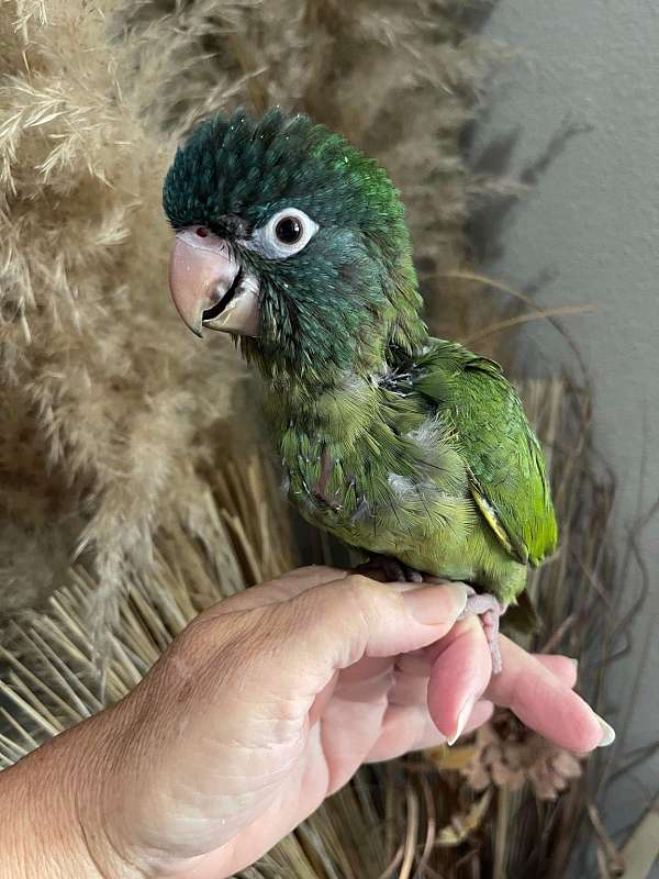 blue-crown-conure-for-sale-in-ward-ar