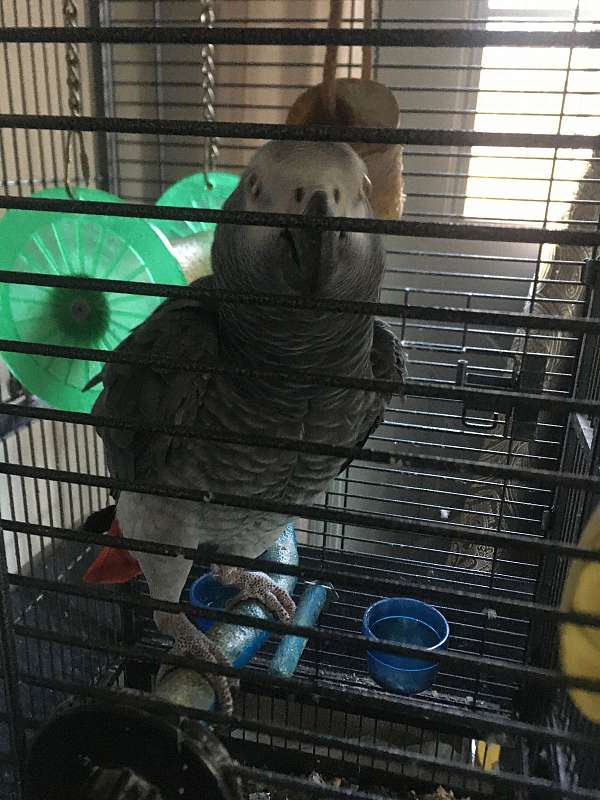 african-grey-parrot-for-sale-in-glenpool-ok