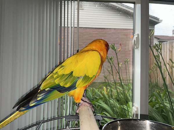 yellow-bird-for-sale-in-sterling-heights-mi