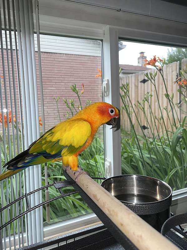 sun-conure-for-sale-in-sterling-heights-mi