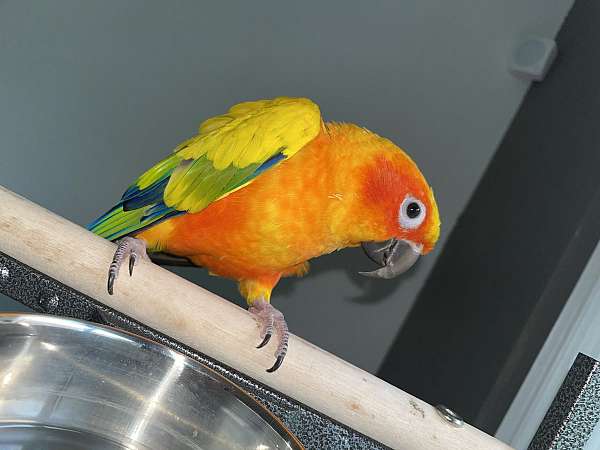 orange-bird-for-sale-in-sterling-heights-mi