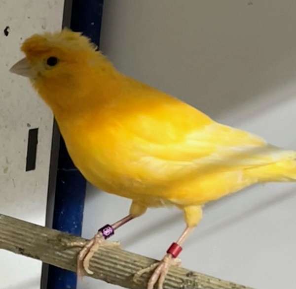 black-yellow-bird-for-sale-in-cranston-ri