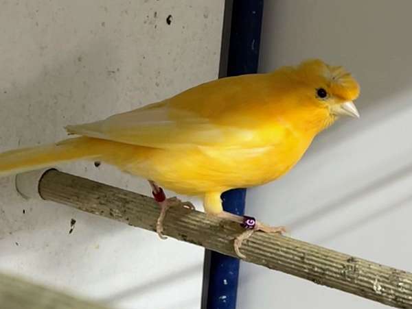 canary-for-sale-in-cranston-ri