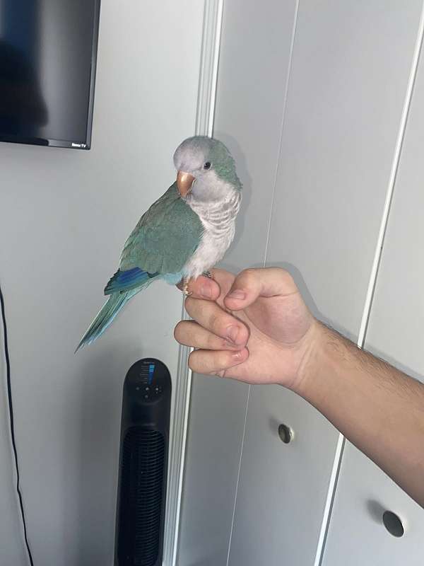 quaker-parrots-for-sale