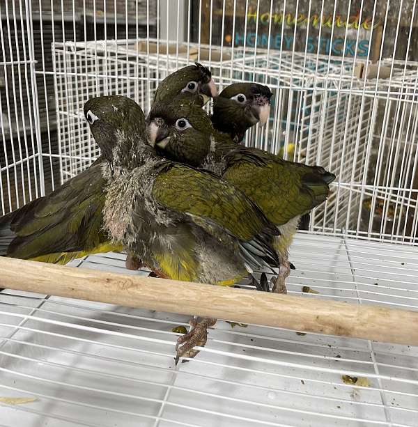 patagonian-conure-for-sale-in-fort-lauderdale-fl