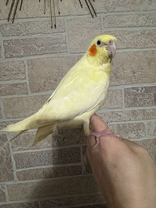 cockatiel-for-sale