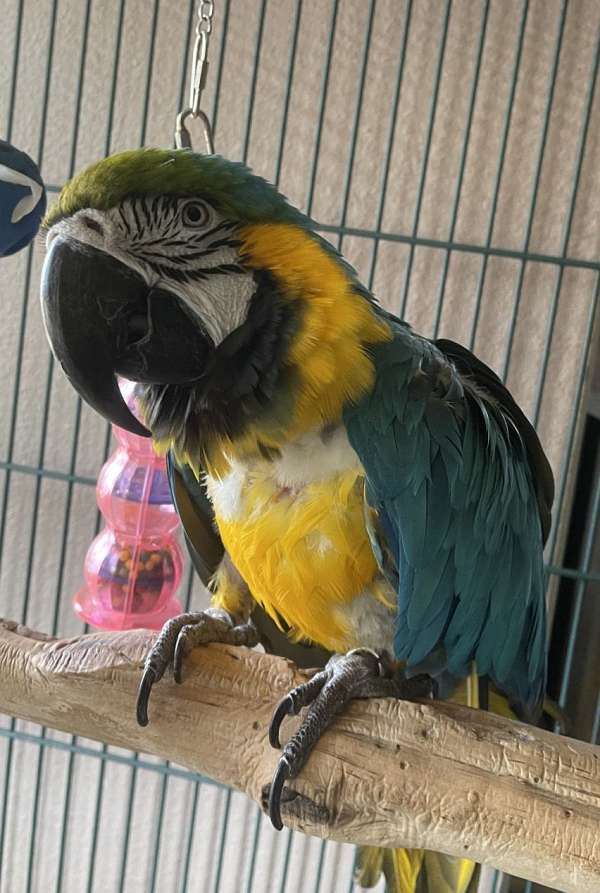 blue-gold-macaw-for-sale-in-georgetown-tx