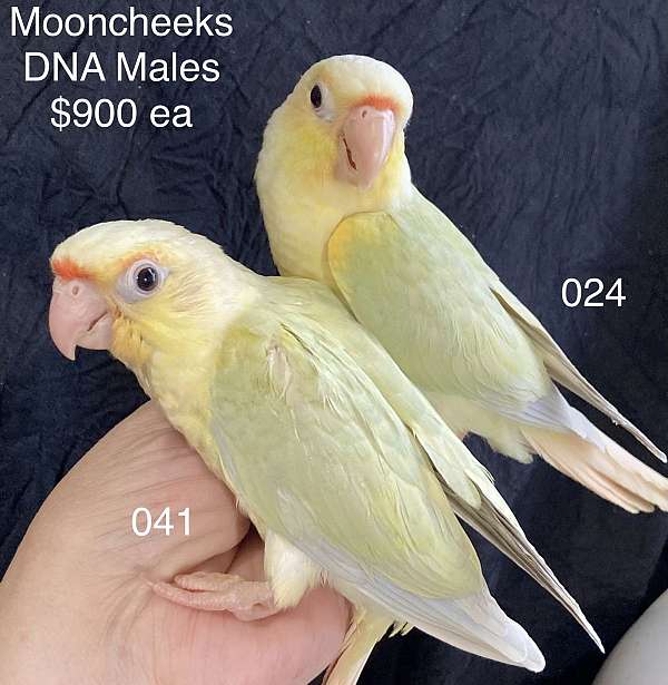 cute-bird-for-sale-in-la