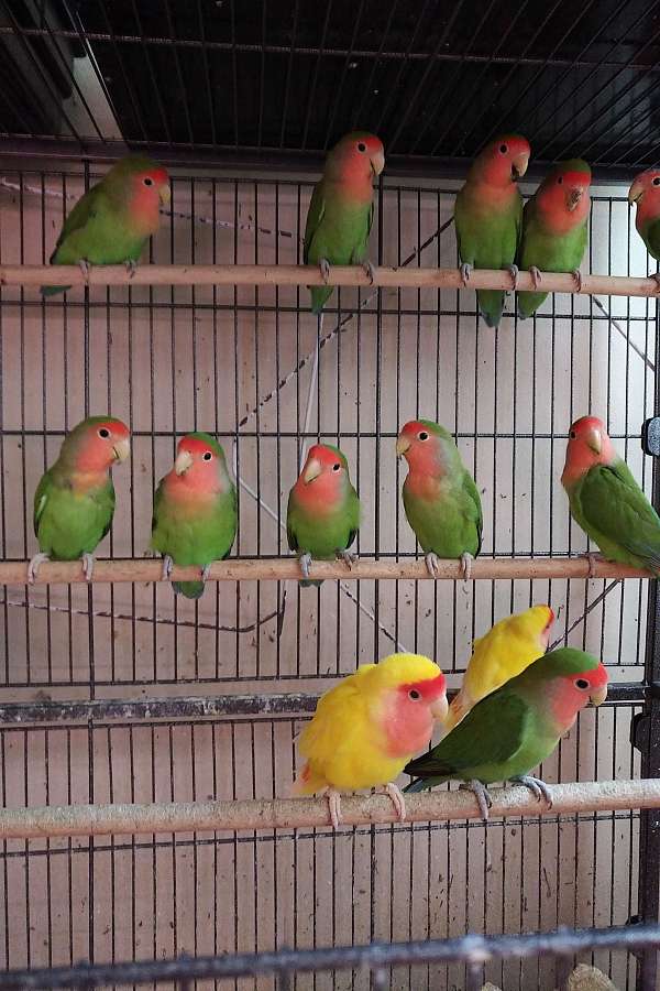 mixed-bird-for-sale-in-flushing-ny
