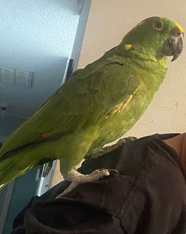 amazon-parrot-for-sale-in-keller-tx