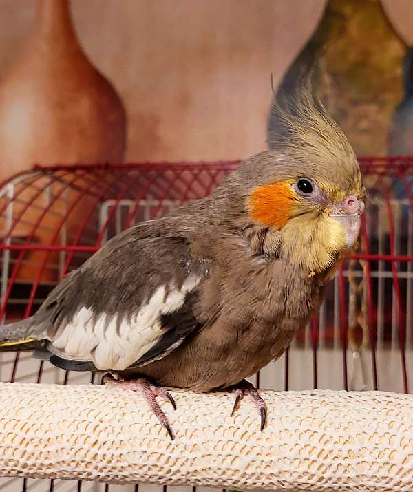 cute-bird-for-sale-in-plainville-ma