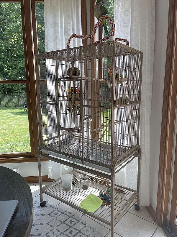 parrot-for-sale-in-north-olmsted-oh