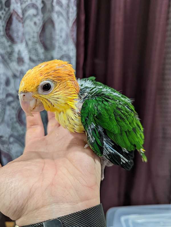 white-bellied-caique-for-sale-in-edison-nj