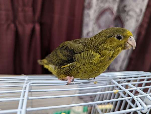 lineolated-parakeet-for-sale-in-edison-nj