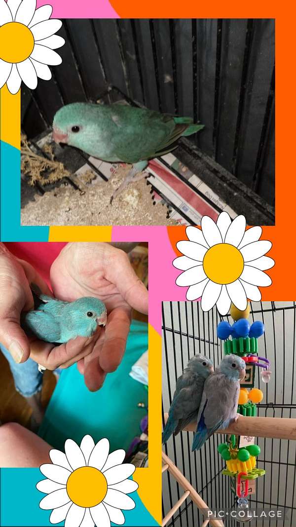 parrotlet-for-sale-in-youngstown-oh